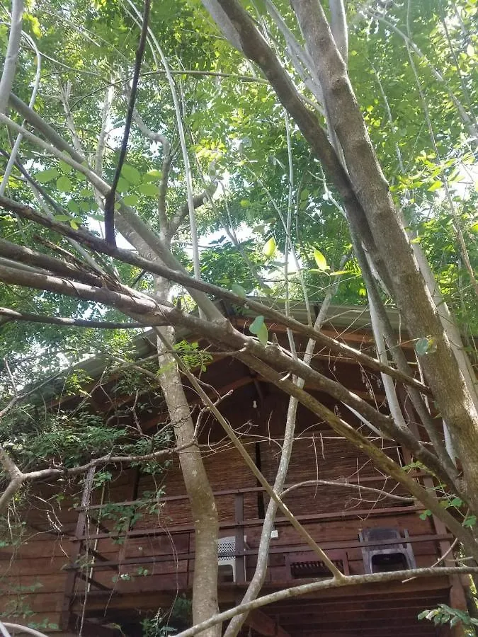 Lodge The Inn On The Tree Sigiriya